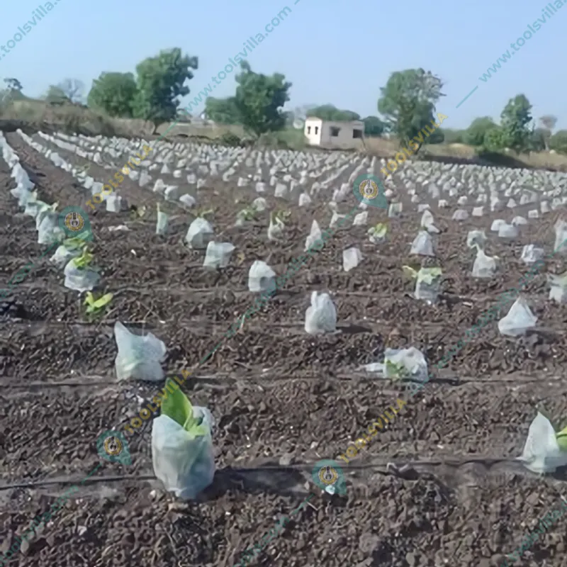 High Quality 17 GSM 200 meter x 10 inch Fruit Protection Cover