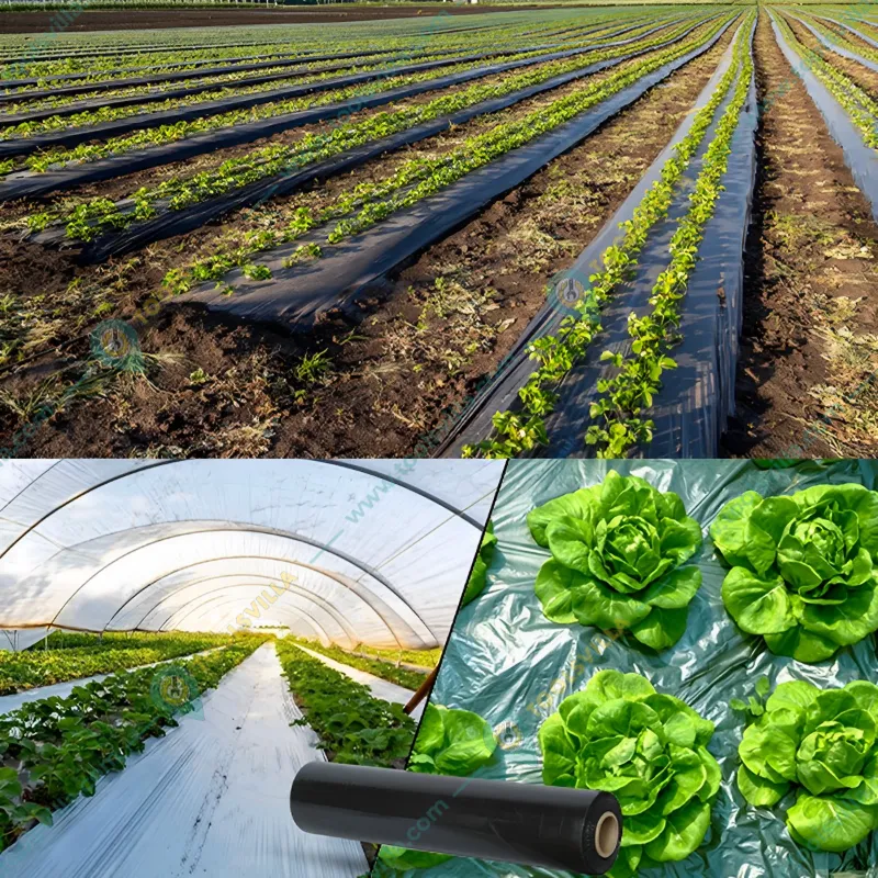 Siddhi 18 micron 1.2 x 400 meter Black and Silver Mulching Sheet | Suitable for Garden and Agriculture Purposes