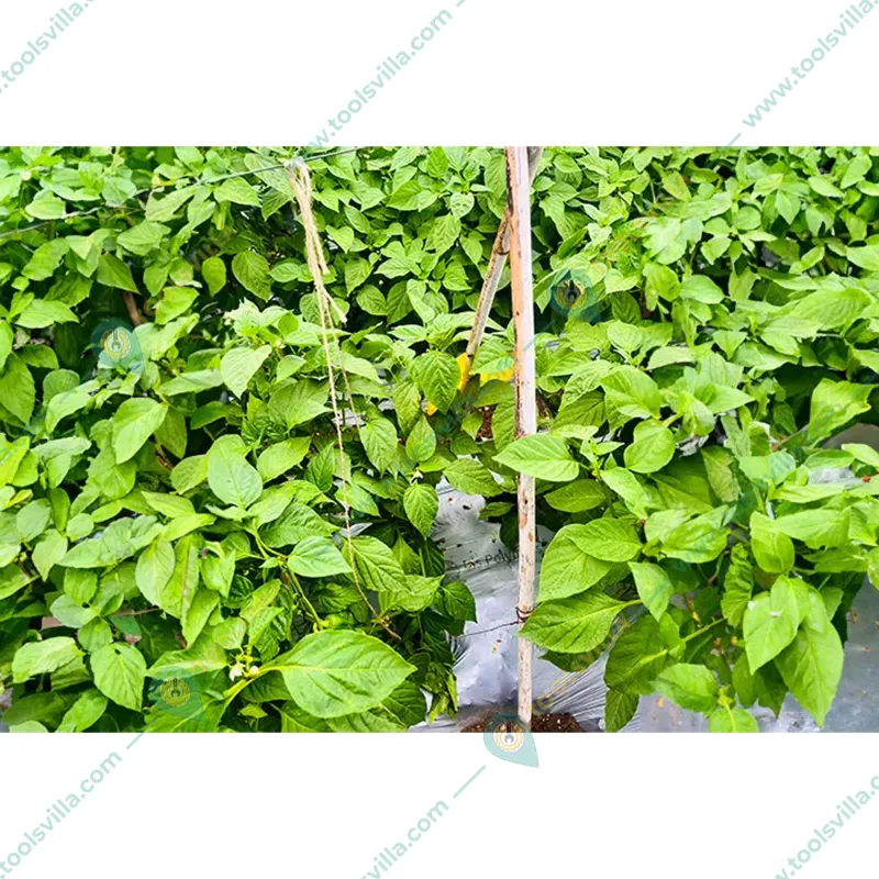 Gajraj 25 micron, 1 meter x 1200 feet High Quality Black and Silver Mulching Sheet