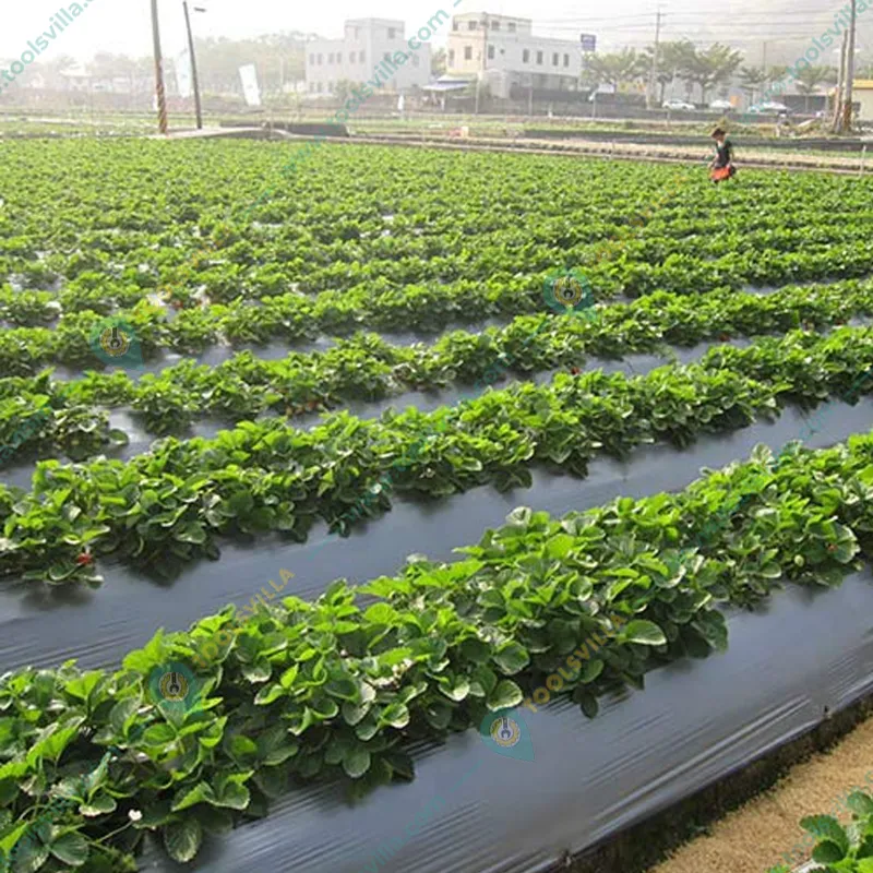 High Quality 25 micron, 1 meter x 1200 feet  Black and Silver Mulching Sheet for Agriculture, Garden, and Nursery
