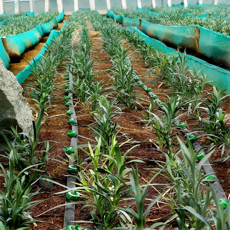 4 LPH emitters (drippers) for online drip pipe (NPC)