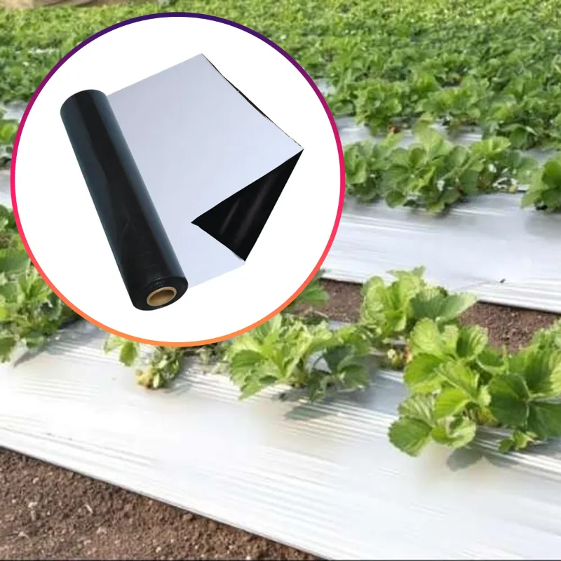 Iris Polymers Premium Quality 1 x 400 meter Black and White Mulching Sheet with 5 months Warranty for 5 months Crops