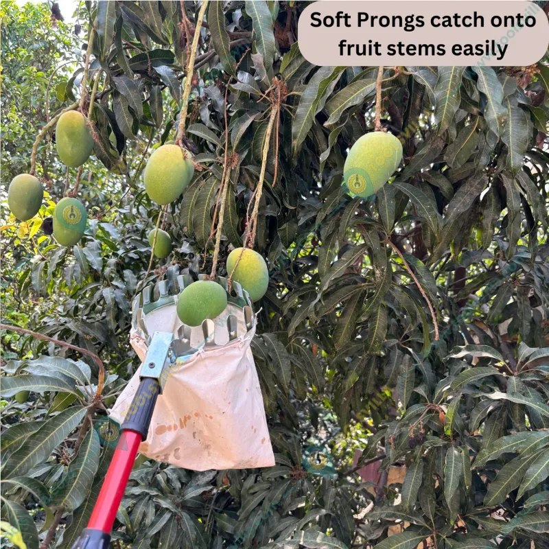 Lightweight Mango Fruit Picker or Fruit Harvester Without Pole