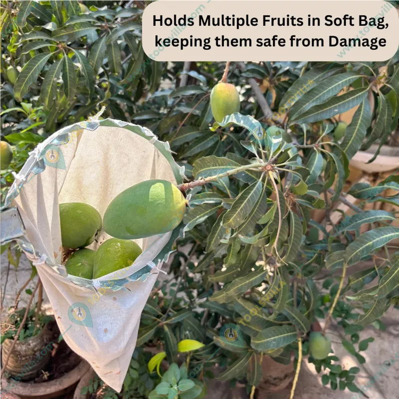 Lightweight Mango Fruit Picker or Fruit Harvester Without Pole