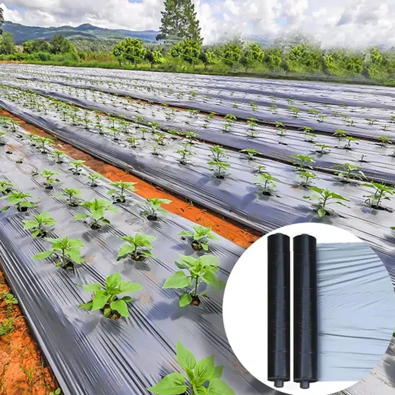 Star 20 micron, 1.2 meter x 1200 feet High Quality Black and Silver Mulching Sheet