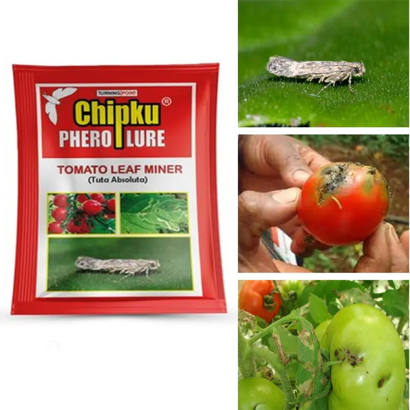 10 pcs Chipku Tomato Leaf Miner Lure for Tomato