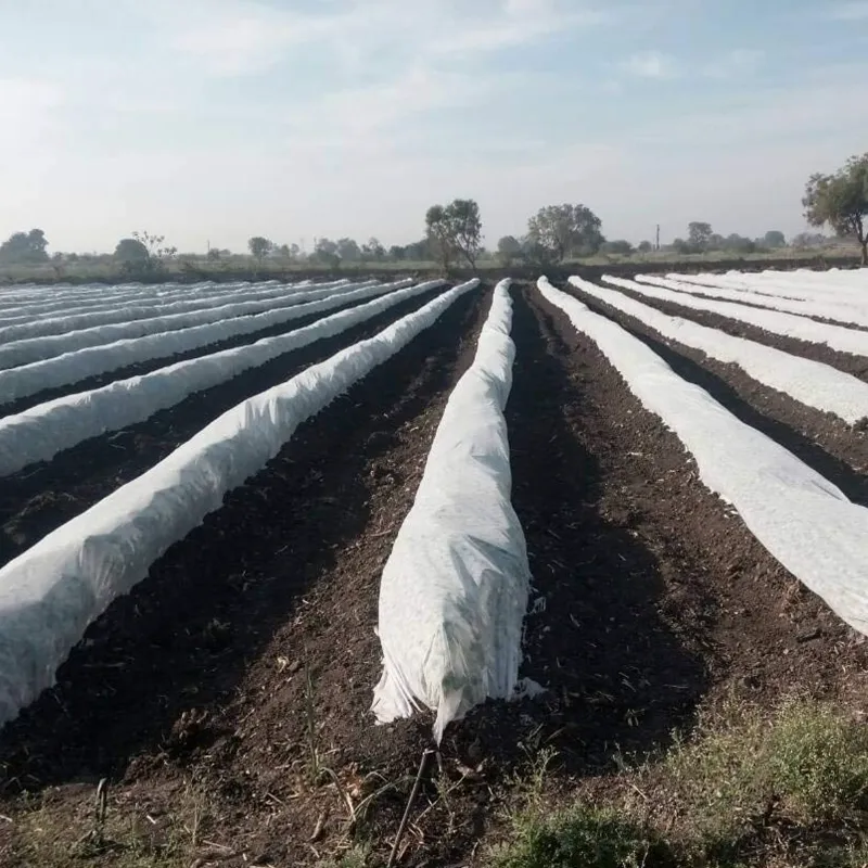 High Quality 25 GSM, 1.6 x 625 meter Non Woven Crop Protection Cover