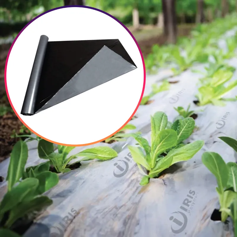 Iris Polymers Premium Quality 1 x 800 meter Silver and Black Mulching Sheet for Agriculture, garden and Nursery(Thickness-20 micron)