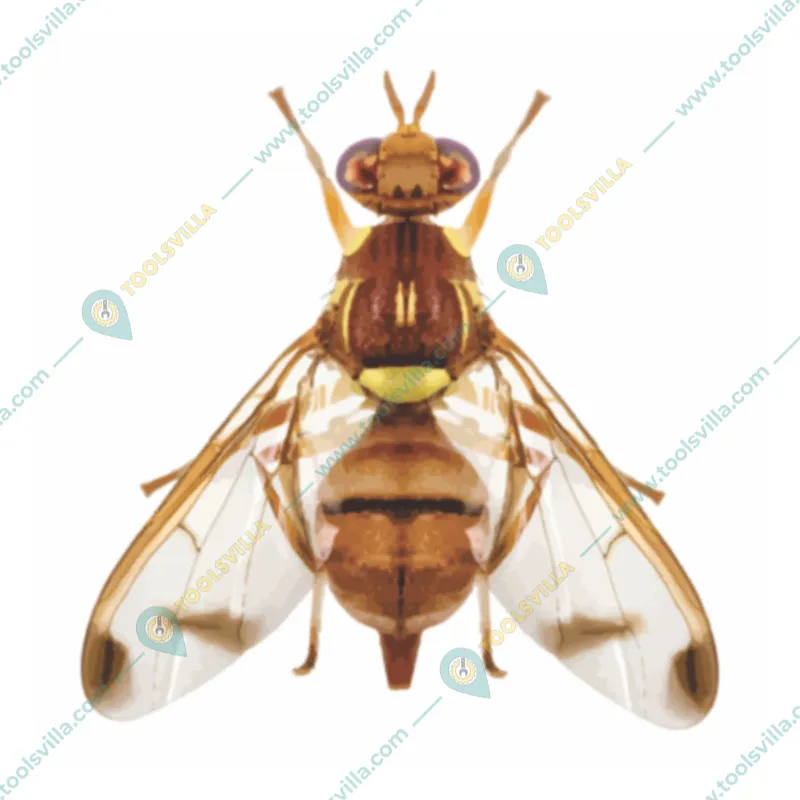Green Revolution Highly Effective IPM Insect Trap with Melon Fly Lure(Pack-10 pcs)
