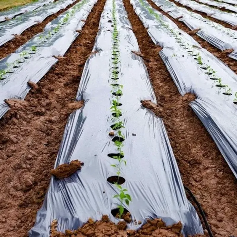 Siddhi 25 micron Black and Silver Mulching Sheet with Center Hole (Size : 3.25 feet x 400 meter)