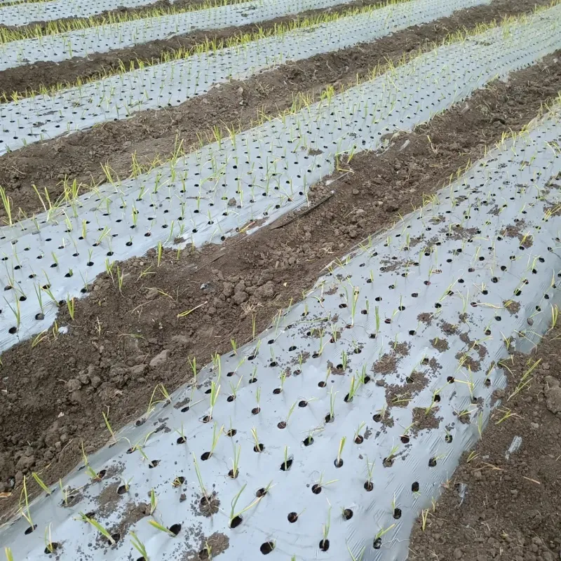 Siddhi 25 micron Silver and Black Mulching Sheet with Hole for Onion/Garlic Farming (Size : 4 feet x 400 meter)