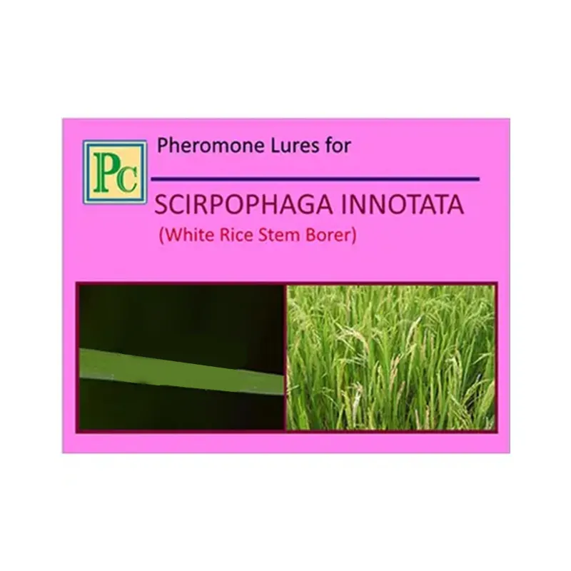 30 Pcs Insect Lures For Rice White Stem Borer (Scirpophaga Innotata)