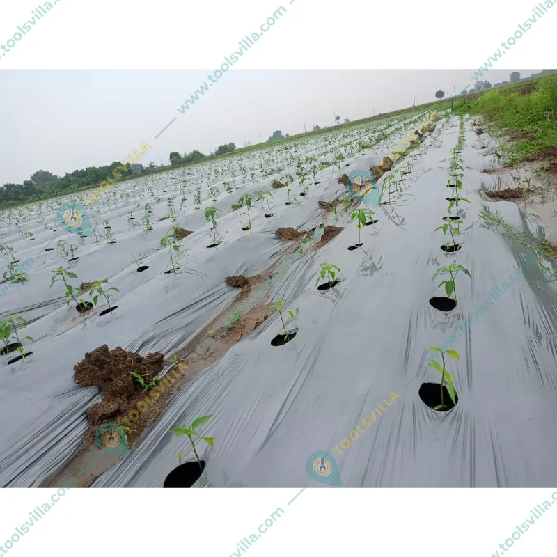 Iris Polymers Premium Quality 1.2 x 600 meter Silver and Black Mulching Sheet for Agriculture, garden and Nursery(Thickness-20 micron)