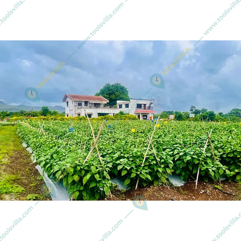 Iris Polymers Premium Quality 1.2 x 600 meter Silver and Black Mulching Sheet for Agriculture, garden and Nursery(Thickness-20 micron)