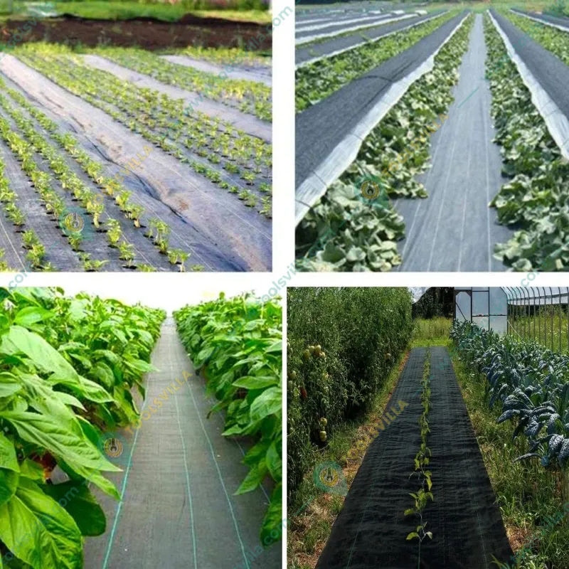 Singhal Premium 2 x 25 meter Weed Control Barrier Sheet | Suitable for Home Garden, Nursery and Agricultural Field(Thickness-90 GSM)